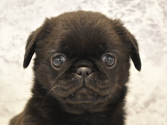神奈川県のハーフ犬 (ペッツワン三浦店/2024年3月9日生まれ/女の子/ブラック)の子犬